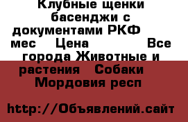 Клубные щенки басенджи с документами РКФ - 2,5 мес. › Цена ­ 20 000 - Все города Животные и растения » Собаки   . Мордовия респ.
